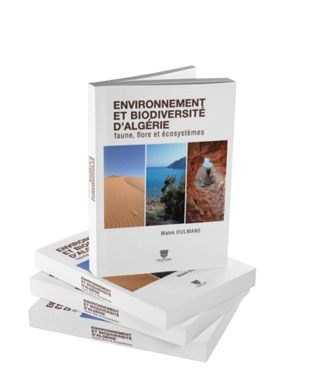 A A wmremove-transformed__1_-removebg-preview-2